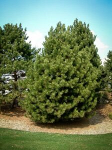 Сосна Чёрная (Pinus Nigra) купить по цене от 270.00р. в интернет-магазине «Посадика» с доставкой почтой в в Великие Лукие и по всей России – [изображение №1].