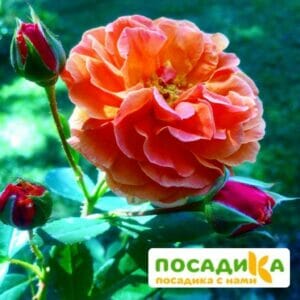 Роза Арабия купить по цене от 350.00р. в интернет-магазине «Посадика» с доставкой почтой в в Великие Лукие и по всей России – [изображение №1].