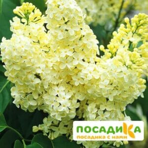 Сирень Примроуз (Primrose) купить по цене от 529.00р. в интернет-магазине «Посадика» с доставкой почтой в в Великие Лукие и по всей России – [изображение №1].