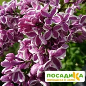 Сирень Сенсация купить по цене от 529.00р. в интернет-магазине «Посадика» с доставкой почтой в в Великие Лукие и по всей России – [изображение №1].