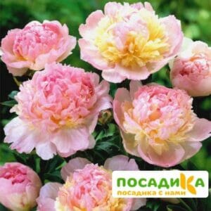 Пион Распберри Сандей (Paeonia Raspberry Sundae) купить по цене от 959р. в интернет-магазине «Посадика» с доставкой почтой в в Великие Лукие и по всей России – [изображение №1].