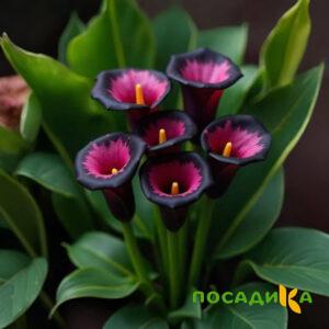 Калла Аура Лейс купить по цене от 400р. в интернет-магазине «Посадика» с доставкой почтой в в Великие Лукие и по всей России – [изображение №1].