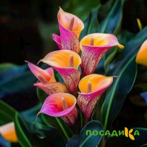 Калла Оникс купить по цене от 450р. в интернет-магазине «Посадика» с доставкой почтой в в Великие Лукие и по всей России – [изображение №1].