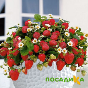 Клубника Рубиновый Шепот (горшечная) купить по цене от 240р. в интернет-магазине «Посадика» с доставкой почтой в в Великие Лукие и по всей России – [изображение №1].