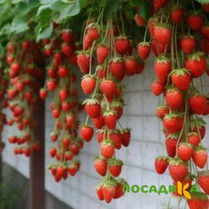 Клубника вьющаяся Комплимент купить по цене от 470р. в интернет-магазине «Посадика» с доставкой почтой в в Великие Лукие и по всей России – [изображение №1].