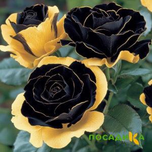 Роза Ханни Сикл купить по цене от 700р. в интернет-магазине «Посадика» с доставкой почтой в в Великие Лукие и по всей России – [изображение №1].