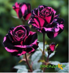 Роза Багровый Шепот купить по цене от 366р. в интернет-магазине «Посадика» с доставкой почтой в в Великие Лукие и по всей России – [изображение №1].