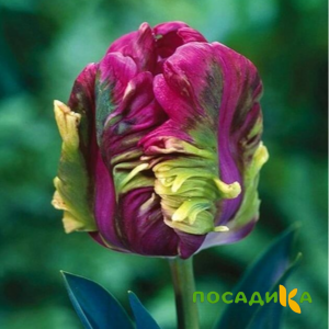 Тюльпан Экзотик Хэвен купить по цене от 186р. в интернет-магазине «Посадика» с доставкой почтой в в Великие Лукие и по всей России – [изображение №1].