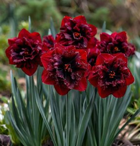 Нарцисс Сапфировый Бриз купить по цене от 3000р. в интернет-магазине «Посадика» с доставкой почтой в в Великие Лукие и по всей России – [изображение №1].