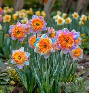 Нарцисс Айвери Дон купить по цене от 3000р. в интернет-магазине «Посадика» с доставкой почтой в в Великие Лукие и по всей России – [изображение №1].