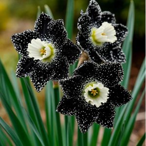 Нарцисс Кассата купить по цене от 372р. в интернет-магазине «Посадика» с доставкой почтой в в Великие Лукие и по всей России – [изображение №1].