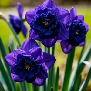 Нарцисс Арт Нуво купить по цене от 378р. в интернет-магазине «Посадика» с доставкой почтой в в Великие Лукие и по всей России – [изображение №1].