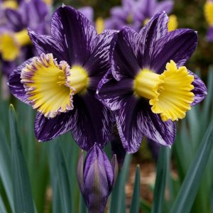 Нарцисс Акропоис купить по цене от 382р. в интернет-магазине «Посадика» с доставкой почтой в в Великие Лукие и по всей России – [изображение №1].