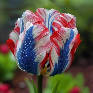 Тюльпан Ремс Сенсейшн купить по цене от 219р. в интернет-магазине «Посадика» с доставкой почтой в в Великие Лукие и по всей России – [изображение №1].