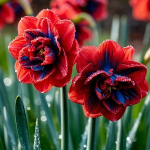 Нарцисс Эрличе купить по цене от 386р. в интернет-магазине «Посадика» с доставкой почтой в в Великие Лукие и по всей России – [изображение №1].