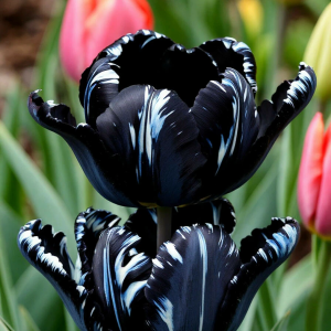 Тюльпан Шелк Нуар купить по цене от 219р. в интернет-магазине «Посадика» с доставкой почтой в в Великие Лукие и по всей России – [изображение №1].