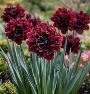 Нарцисс Малиновая Вуаль купить по цене от 3000р. в интернет-магазине «Посадика» с доставкой почтой в в Великие Лукие и по всей России – [изображение №1].