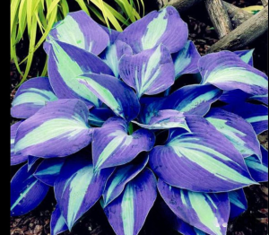 Хоста Аурелия купить по цене от 450р. в интернет-магазине «Посадика» с доставкой почтой в в Великие Лукие и по всей России – [изображение №1].