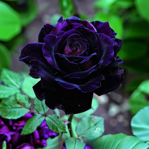 Роза Блэк Пантер купить по цене от 319р. в интернет-магазине «Посадика» с доставкой почтой в в Великие Лукие и по всей России – [изображение №1].