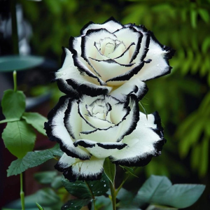 Роза Силк Ивин купить по цене от 319р. в интернет-магазине «Посадика» с доставкой почтой в в Великие Лукие и по всей России – [изображение №1].