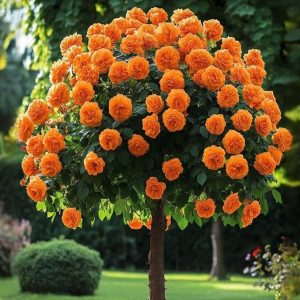 Роза Солнечный Шарм купить по цене от 349р. в интернет-магазине «Посадика» с доставкой почтой в в Великие Лукие и по всей России – [изображение №1].