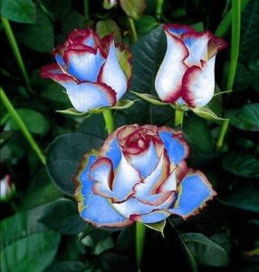 Роза Сафайер Пэтл купить по цене от 450р. в интернет-магазине «Посадика» с доставкой почтой в в Великие Лукие и по всей России – [изображение №1].